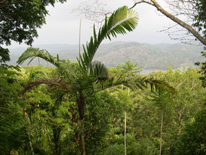 forest picture