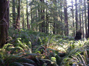 forest picture
