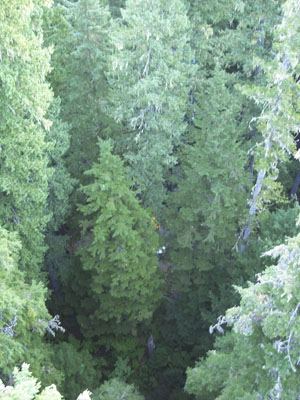 pines