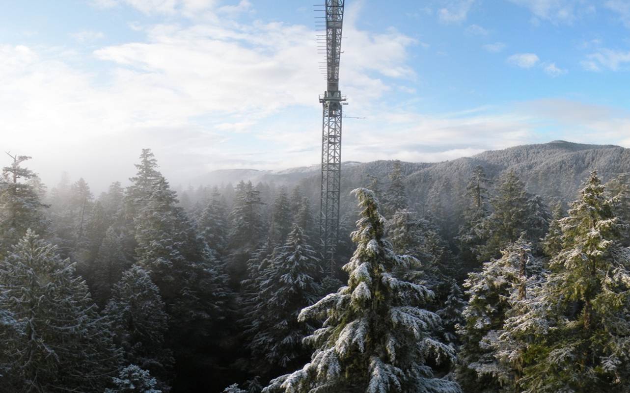 crane in winter