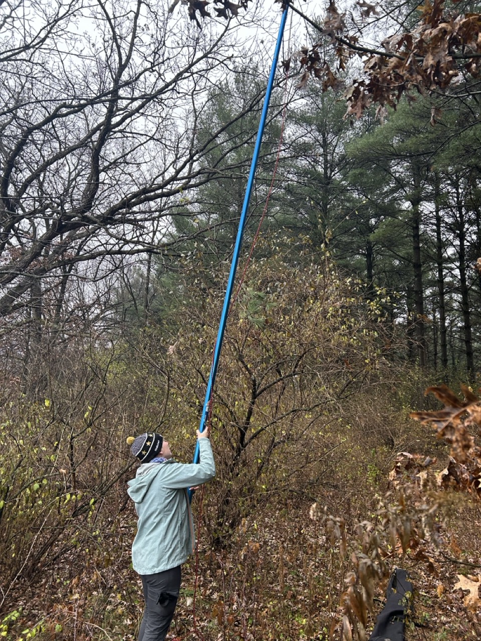 Cecilia holds a long pole to cut branches from a tree.